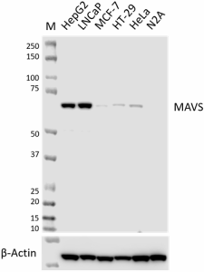 W21144C_PURE_MAVS_Antibody_1_010824