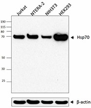 A_W27_PURE_HSP70_Antibody_1_WB_082616