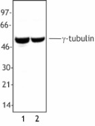 2-g-tubulin