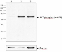 a-poly6490_PURE_AKTphospho(ser473)_Antibody_1_WB_062116
