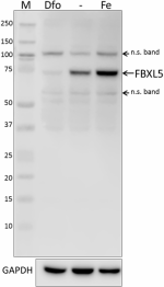 10F4H9D12_Purified_FBXL5_Antibody_1_072418
