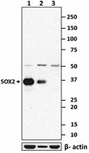 2_14A6A34_SOX2_antibody_WB_080316