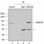 15D1B11_Pure_DDX3X_Antibody_3_092518
