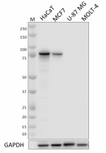 15F11_PURE_gamma-Catenin_Antibody_1_070921.png