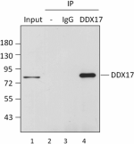 1B5B09_PURE_DDX17(p82)_Antibody_3_IP_071916