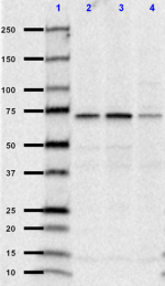 1G3dotB6_PUREAF_Mitofusin-1_Antibody_2_120518
