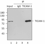 C_1H4B01_PURE_TICAM1_Antibody_IP_113017