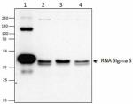1RS1_PURE_Ecoli_RNA_SigmaS_Antibody_WB_060116
