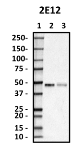 2E12_HRP_TPP1_Antibody_1_100218