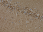 3_2E2dotD11_Purified_PPP3CA_Antibody_2_020619_updated.png