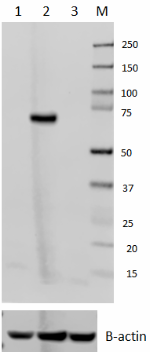1_2F5A22_Purified_c-Rel_Antibody_Updated_103017