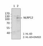 3D11A53_Purified_NLRP12_Antibody_WB_022715