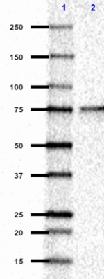 3E2_Purified_HSF2_Antibody_WB_022315