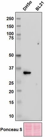 3RH3_purified_E-coli-32_Antibody_2_100818_updated