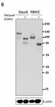 4C4_PURE_Siglec-11_Antibody_2_WB_120115
