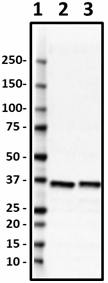 4G9-B6-F6_PURE_AKR1B1_Antibody_1_111919
