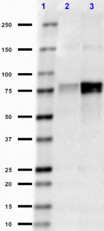 2_5C2_Pure_FMRP_Antibody_1_09518