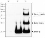 B_5D3-F7_MCP-1_Purified_antibody_WB_012114.jpg