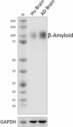 6E10Rec_PURE_beta-amyloid_Antibody_3_052423.png