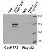 7A9_PUREAF_CRISPR_Antibody_WB_041015