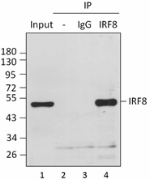 7G11A45_PURE_IRF8_Antibody_3_IP_070218