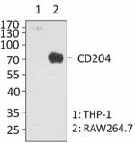 7G5C33_Purified_CD204_Antibody_WB_042415