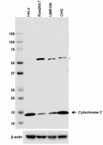 1_7H8dot2C12_PURE_CytochromeC_WB_Antibody_060118