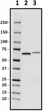 8F6-E8-F12_PURE_Lamin-B2_Antibody_1_031020