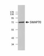 9D9A19_PURE_SWAP70_Antibody_1_WB_060816