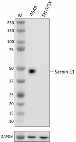 A16081E_PURE_Serpin-E1_Antibody_020623