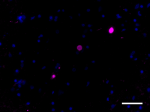 A17183A_Biotin_alpha-Synuclein-aggregated_Antibody_2_032620.png