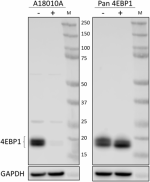 A18010A_PURE_4EBP1-phospho-Thr70_Antibody_1_082619