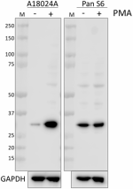 A18024A_PURE_RPS6-Phospho_Antibody_1_030320