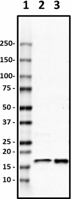 A18196A_PURE_UBE2V1_Antibody_2_012820