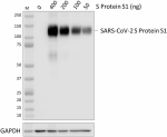 A20103H_PURE_SARS-CoV-2-S-Protein-S1_Antibody_1_120920