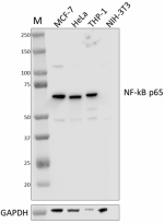 a. A21012A_PURE_NF-kB-p65_Antibody_WB_020623