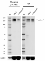 A22001B_PURE_CD117_Antibody_110923