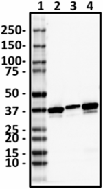 BL28553_Pure_Annexin-A1_Antibody_011519_updated