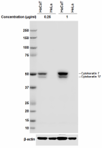 C-46_PURE_Cytokeratin_Antibody_1_WB_060418