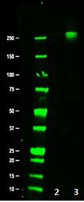 CTD4H8_Purified_RNA_Polymerase_Antibody_3_WB_012218