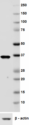 3_D2-40_PURE_Podoplanin_Antibody_1_WB_111417