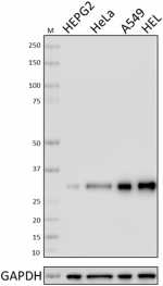 2_DCS-22_PURE_CyclinD3_Antibody_WB_112818
