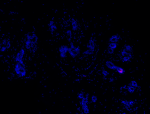 H2Mab-77_PURE_CD340_Antibody_2_012621.png