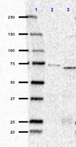 H5-D12_Purified_PPP2R5D_Antibody_062118_updated