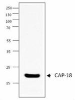 H7_CAP-18_Purified_Antibody_WB_012114.jpg