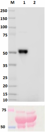 M1308A10_DB-HRP_IgG_Antibody_2_061518