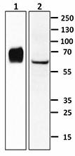 M5203F01_Purified_Angiopoietin2_Antibody_WB_122215