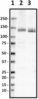 N114-10_HRP_HCN4_Antibody_1_061819