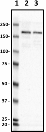 N59-20_HRP_NMDAR2B_Antibody_1_070519