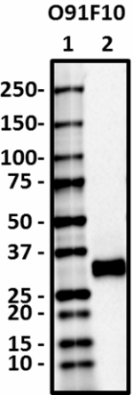 O91F10_HRP_PPT1_Antibody_102218